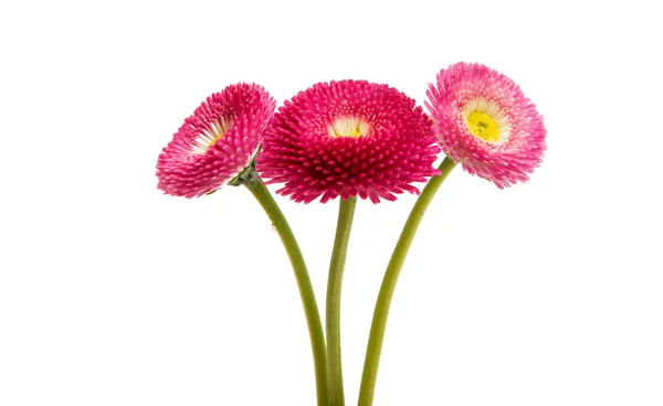 Flor de marguerite isolada — Fotografia de Stock