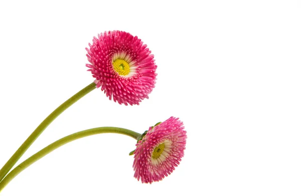 Fleur de marguerite isolée — Photo