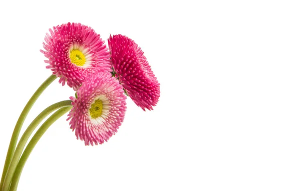 Marguerite bloem geïsoleerd — Stockfoto