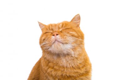 şirin güzel kırmızı kedi 