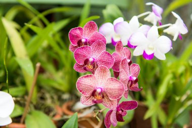 Güzel orkide bir serada çiçek açması