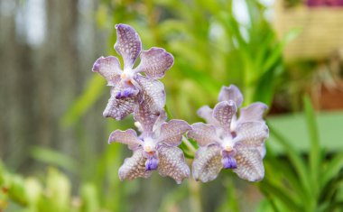 Güzel orkide bir serada çiçek açması