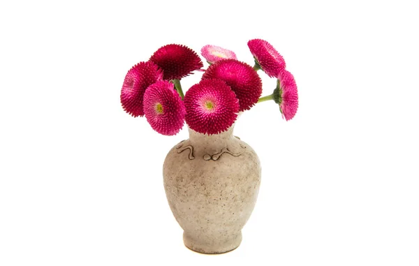 Bloemen in een vaas geïsoleerd madeliefjes — Stockfoto
