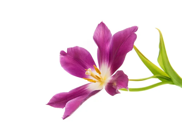 Tulipa lilás isolada — Fotografia de Stock