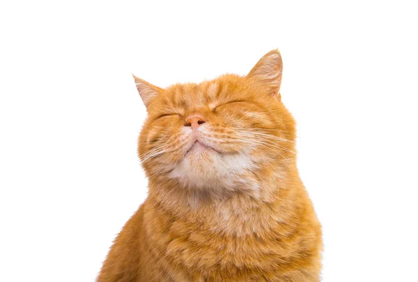 Cute beautiful red cat — Stock Photo, Image