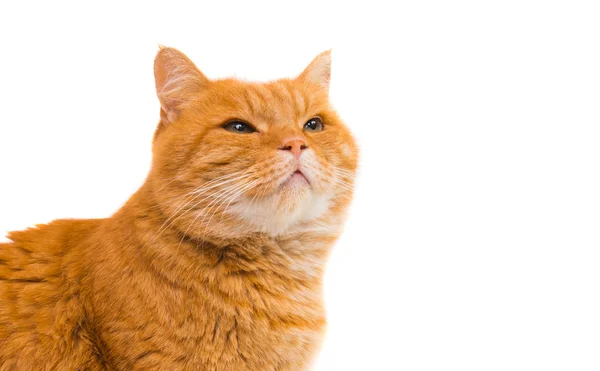 Симпатичная красная кошка — стоковое фото