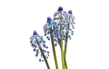 Bluebells çiçek (üzüm sümbül Muscari armeniacum) 