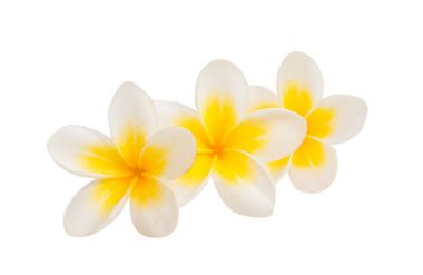 izole frangipani çiçek 