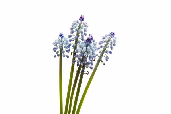 Bluebells fleur (jacinthe de raisin Muscari armeniacum ) — Photo