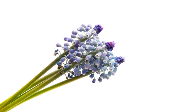 Bluebells flower (Grape Hyacinth Muscari armeniacum) — Stock Photo, Image