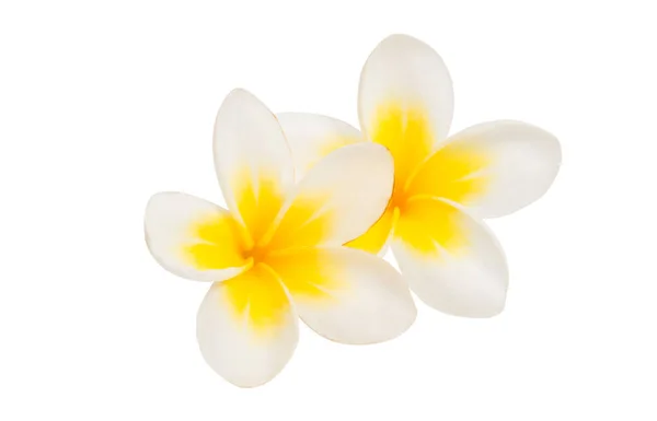 Frangipani fleur isolée — Photo