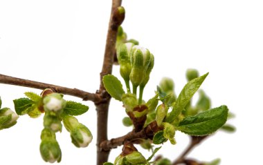 Kiraz çiçek izole dostum 