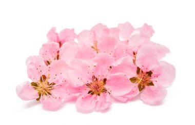 İzole şeftali Pembe çiçek