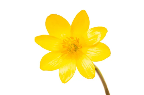 Gelbe Frühlingsblume isoliert — Stockfoto
