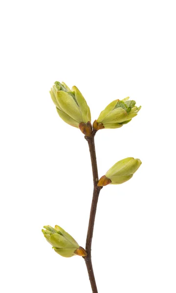Pączek z wiśni kwiat na białym tle — Zdjęcie stockowe