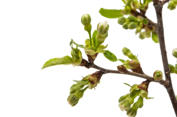 Bourgeon avec fleur de cerisier isolé — Photo