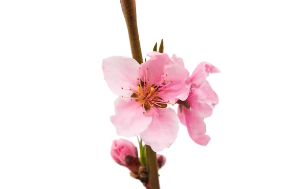 Розовый персиковый цветок изолирован — стоковое фото