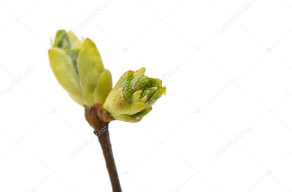 Bud with cherry flower isolated 