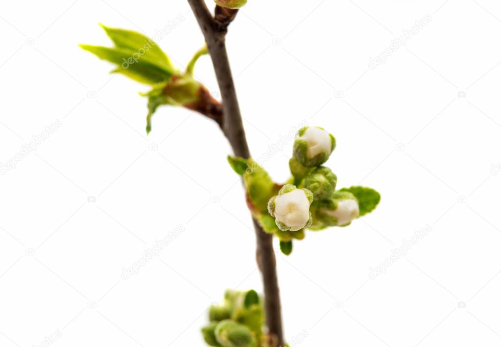 Bud with cherry flower isolated 