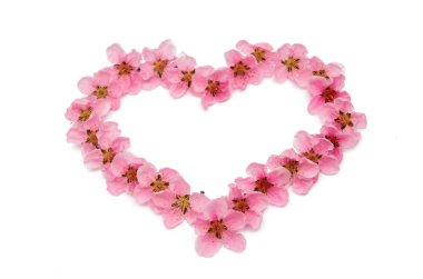 İzole şeftali Pembe çiçek