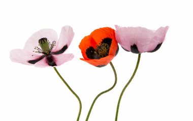 Güzel haşhaş izole 