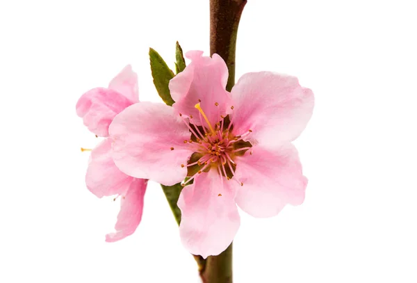 Рожева квітка персика ізольована — стокове фото