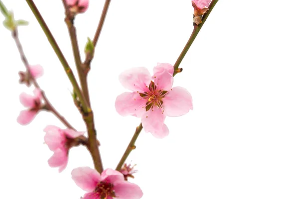 Pink peach flower isolated — Stock Photo, Image