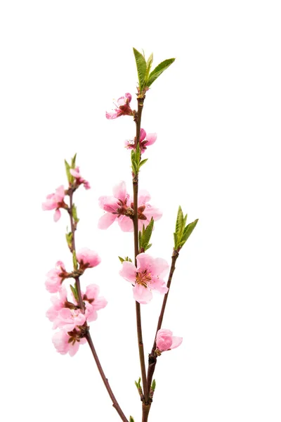 Rózsaszín őszibarack virág elszigetelt — Stock Fotó