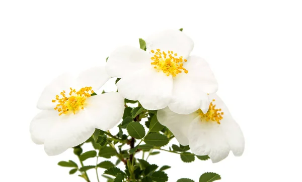 Dzika róża na białym tle — Zdjęcie stockowe