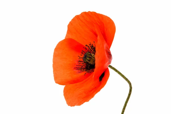 Beautiful poppies isolated — Stock Photo, Image