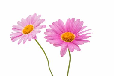 pembe daisy izole 