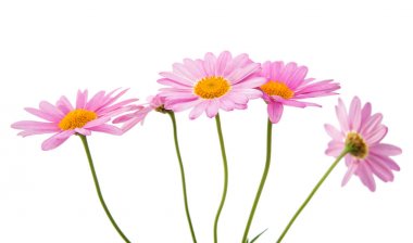 pembe daisy izole 