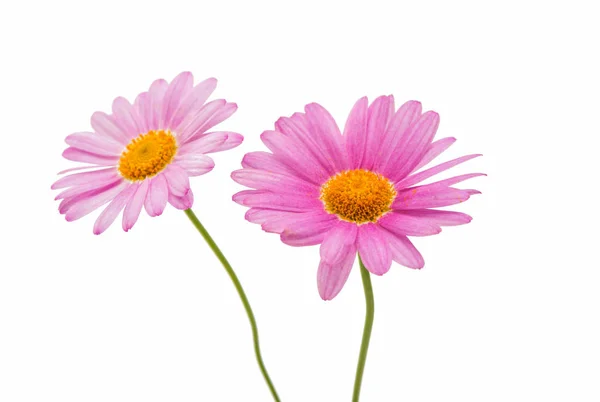 Pink daisy isolerade — Stockfoto