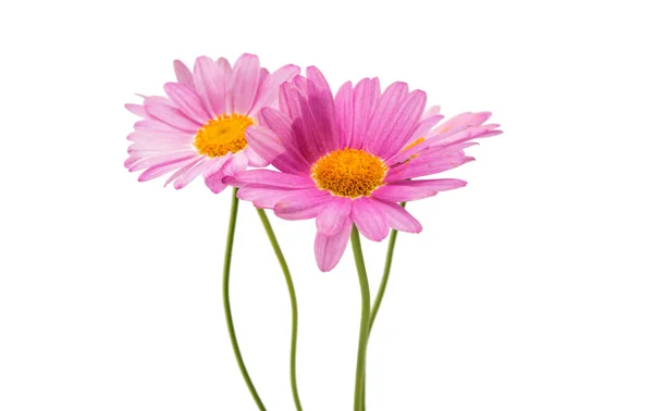Pink daisy isolated — Stock Photo, Image