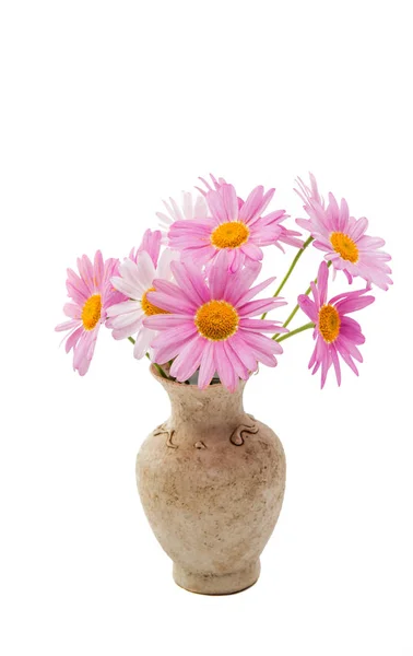 Pembe daisy izole — Stok fotoğraf