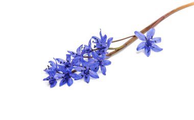 Güzel mavi doğal taze kardelen çiçek