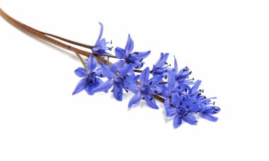 Güzel mavi doğal taze kardelen çiçek