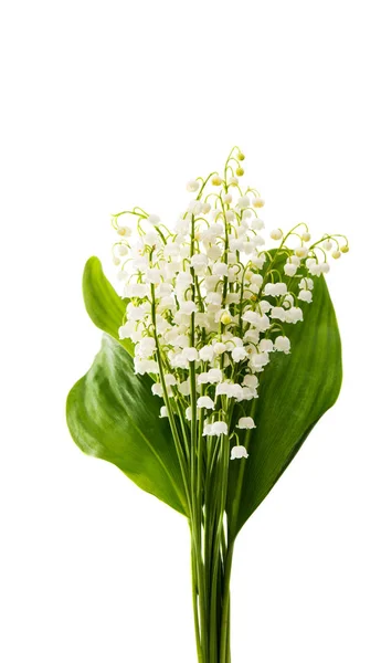 Lily of the valley flowers isolated — Stock Photo, Image