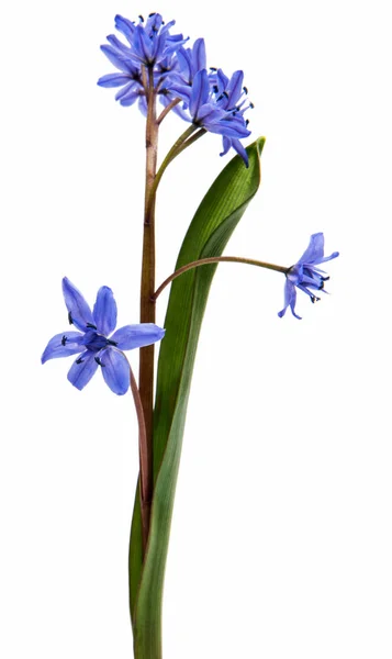 Beautiful blue natural fresh snowdrops flowers — Stock Photo, Image