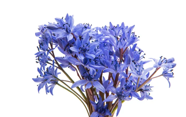 Bonito azul natural flores gotas de neve frescas — Fotografia de Stock