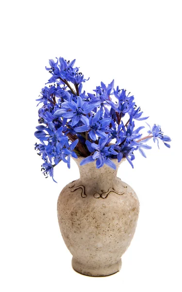 Bellissimi fiori di bucaneve freschi naturali blu — Foto Stock