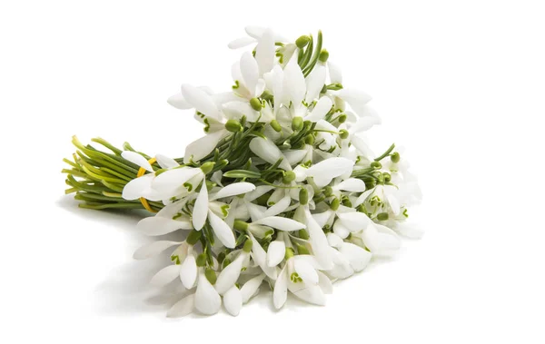 First flowers of snowdrops — Stock Photo, Image