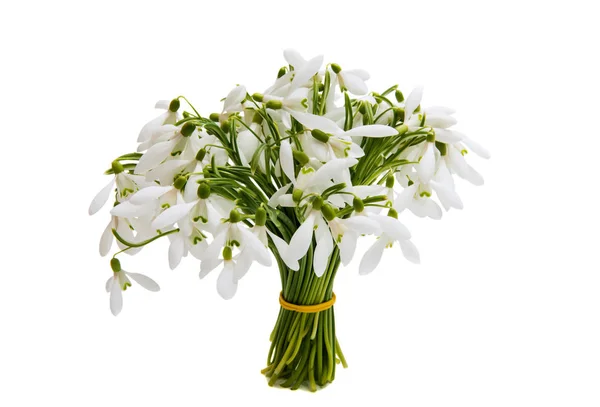 First flowers of snowdrops — Stock Photo, Image
