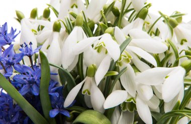 Kardelen yakın çekim-bahar arka plan