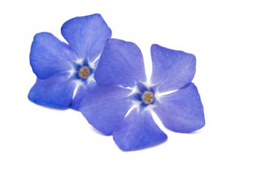 İzole çiçek Cezayir menekşesi