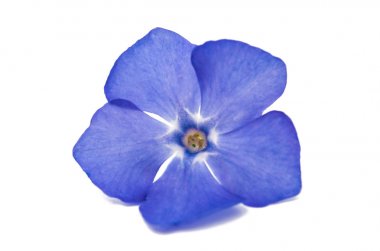 İzole çiçek Cezayir menekşesi