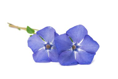 İzole çiçek Cezayir menekşesi