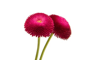 Kırmızı marguerite izole 