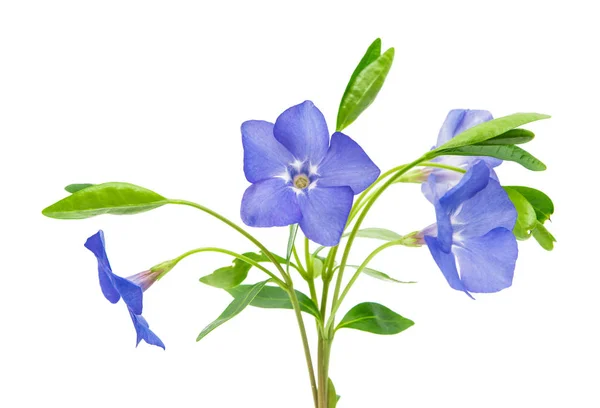 Blomma vinca isolerade — Stockfoto