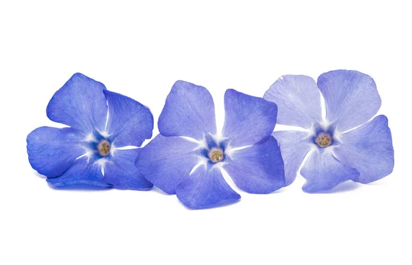 Bloem vinca geïsoleerd — Stockfoto